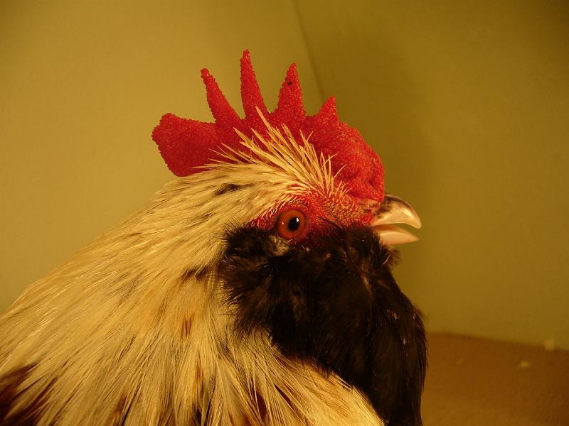 Muenster 2008 770.jpg - Deutsche Zwerg Lachshühner lachsfarbig von Friedich Edler Preis HV96 LVE